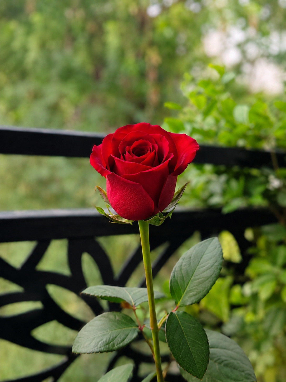 1 Imported Red Rose