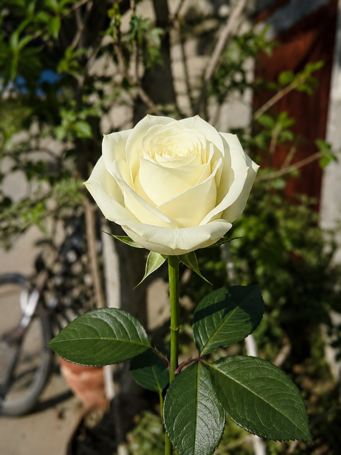 White Imported Rose