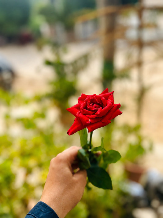 Sunflower Rose