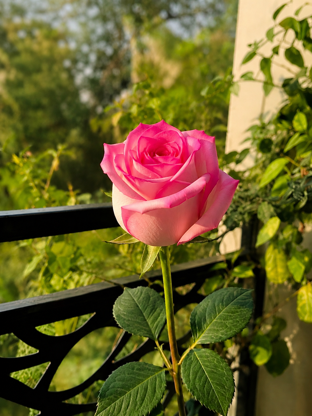 Pink Imported Rose