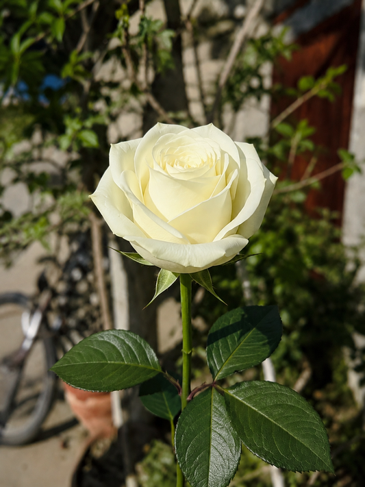 White Imported Rose