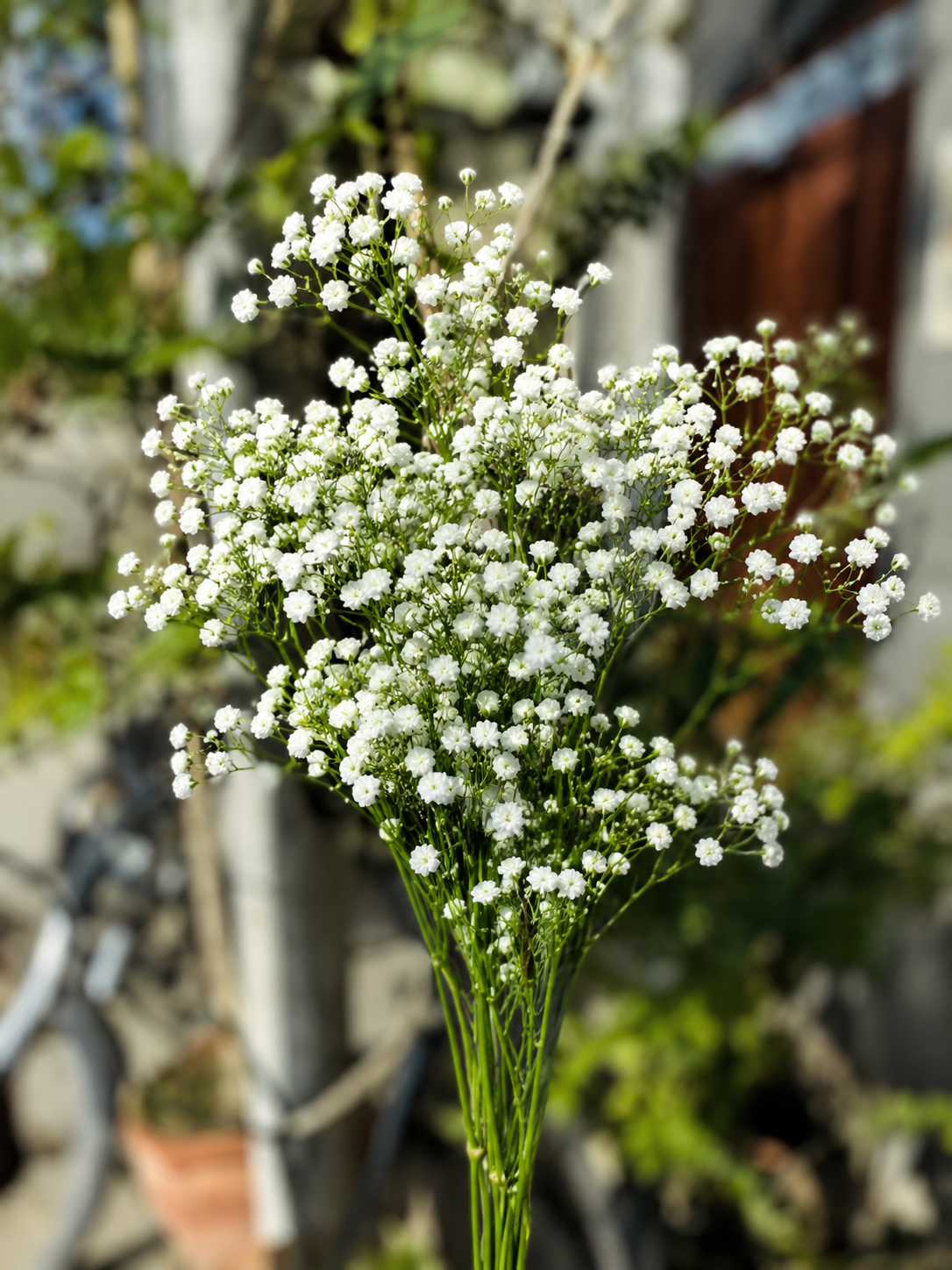 Baby's Breath Stick